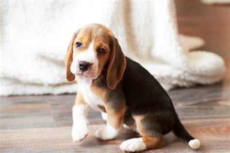 Best Hardwood Floors for Dogs | SVB Wood Floors