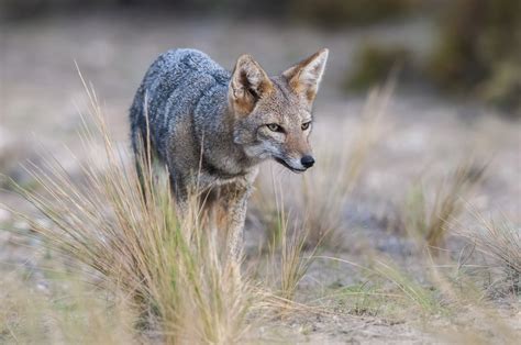 South American Gray Fox 2025: Incredible Facts, Habitat, Diet & More
