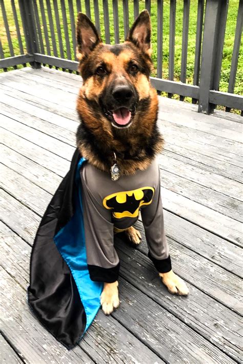 12 Best German Shepherd Costumes for Halloween.
