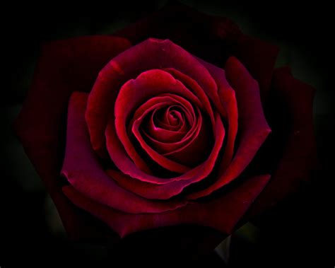 Red Roses Art Wallpapers - Top Free Red Roses Art Backgrounds ...