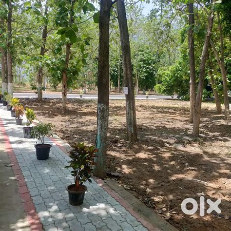 Farm Land in Chengalpattu Teak and Mango Trees - Lands & Plots - 1828791162