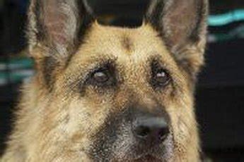 Bone Spurs in Dogs - Pets