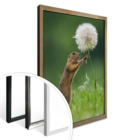 Poster Dick van Duijn - Squirrel with dandelion | wall-art.com