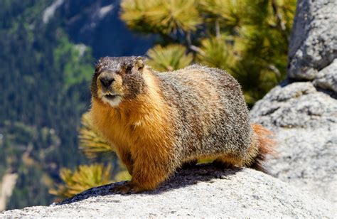 Marmots may hold the key to longevity - Earth.com