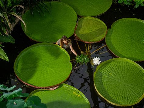 Lilypad earrings
