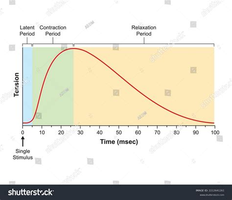 Scientific Designing Myogram Single Muscle Contraction Stock Vector (Royalty Free) 2212641261 ...