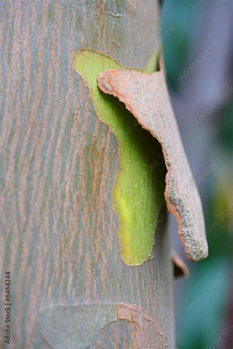 Image result for Eucalyptus Tree Trunk Rot