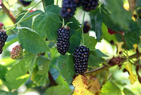 Natchez Organic Blackberry Plant - Backyard Berry Plants