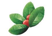Himalaya Rumalaya Pain Balm – Himalaya Wellness (India)