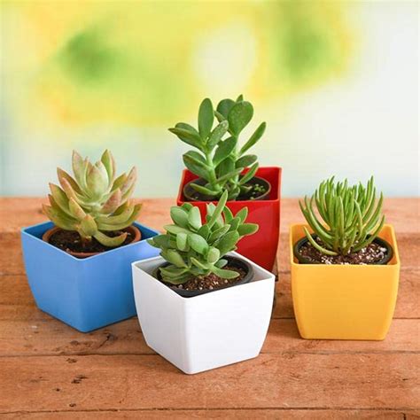 Mphmi Nursery Delhi Plant NCR Top 4 Die Hard Succulents Pack : Amazon ...