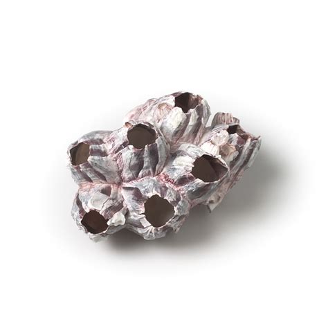 Image result for Empty Barnacle Shell