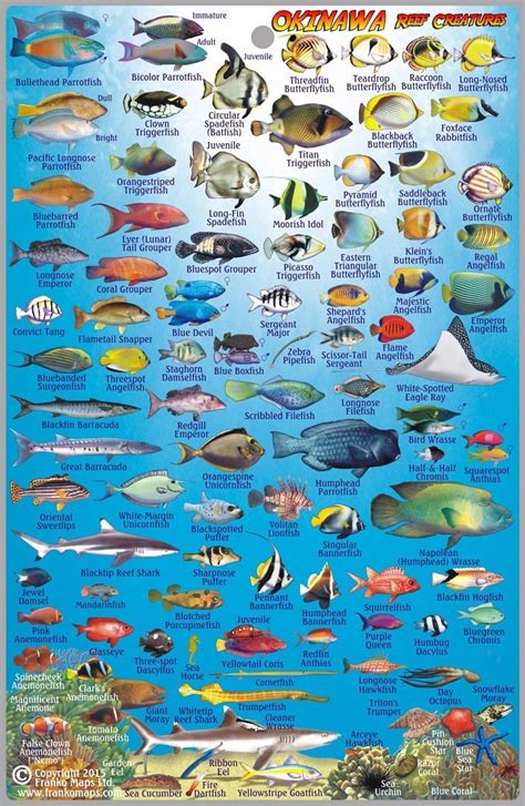 The total guide to tropical fish infographic – Artofit