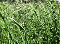 allergia alle graminacee alimenti vietati allergia alle graminacee allergologo net allergia alle graminacee alimenti vietati allergia alle graminacee allergologo net