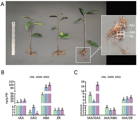 Role of IAA and Primary Metabolites in Two Rounds of Adventitious Root ...