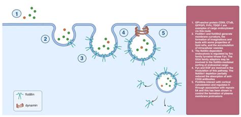 The Chemical Inhibitors of Endocytosis: From Mechanisms to Potential ...