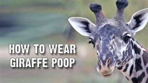 Image result for Giraffe Poop Facts