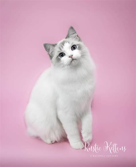 Ragdoll Cat Breeders: Ohio - KittySites.Com