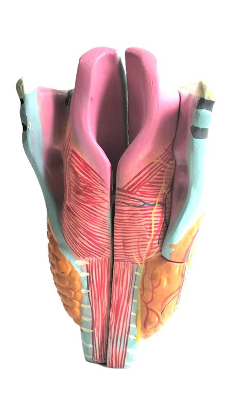 Scientific Human Anatomy Larynx Model – spancare