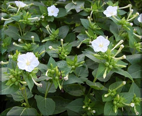 4'O Clock / Four O' Clock White (Mirabilis jalapa/Marvel of Peru ...