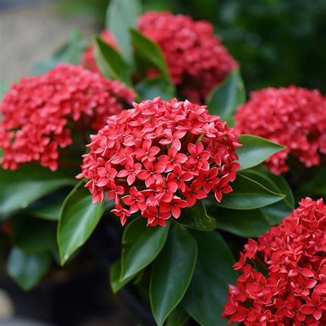 17 Best Indoor Blooming Plants that Bring Colours to Your Home