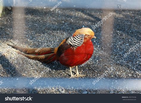 Red Golden Pheasant Cage Stock Photo 470779100 - Shutterstock