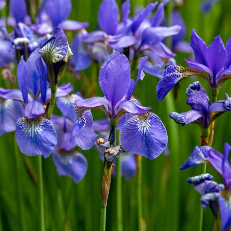 Blue Flag Iris Iris Virginica Var. Shrevei Southern Blue Flag Iris,