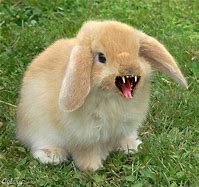 Image result for AMARA-CAN Fuzzy Rabbit