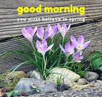 Image result for Good Morning Spring Scenic Pics