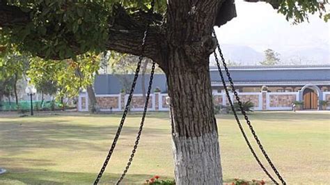 ऐकावं ते नवल! झाडाला केली अटक, लोखंडी साखळदंडांनी ठेवलंय बांधून; कारण ...