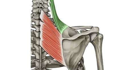 Mięsień dźwigacz łopatki — Teletype