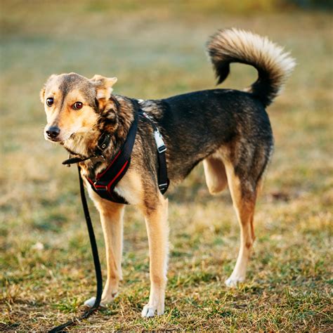Three Legged Dog