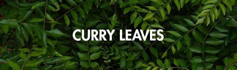 Curry Leaves