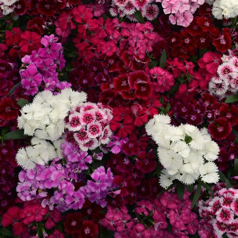 Dianthus Floral Lace Mix – winter blooms (Shishir)
