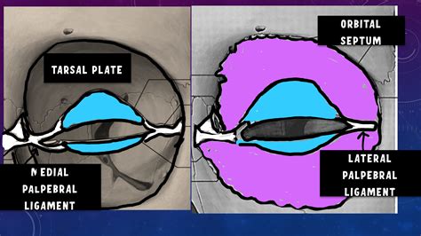 Anatomy of Eyelid Made Easy - INSIGHT OPHTHALMOLOGY