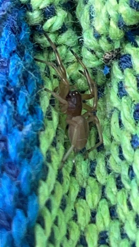 Can someone ID this spider? It's a bit smaller than a dime. Found in ...