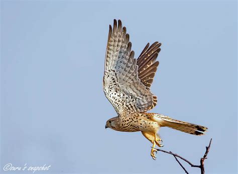 Common Kestrel :: വിറയൻപുള്ള് - Birder.in