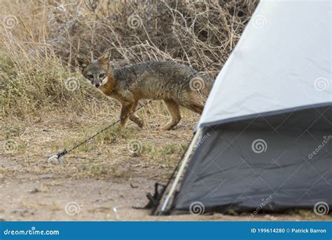 Rare Island Fox in Channel Islands National Park Stock Photo - Image of ...