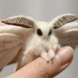 Image result for Moth Corpse Bride Stencil