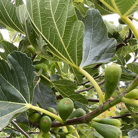 THE BEST Places to Visit in Buchupureo (2026) - Must-See Attractions