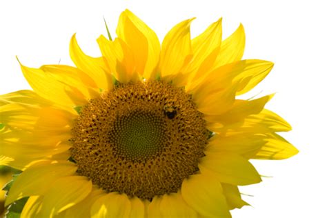 Busy Bee PNG 的图像结果