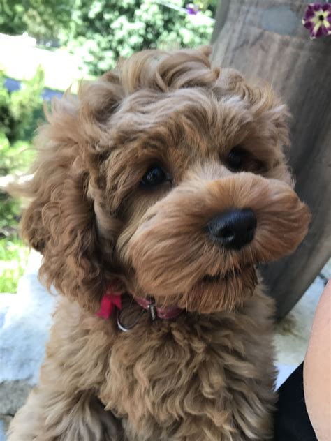 Image result for Cockapoo Dog Baby