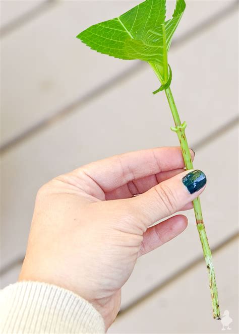 3 Easy Ways to Propagate Hydrangeas • Ugly Duckling House