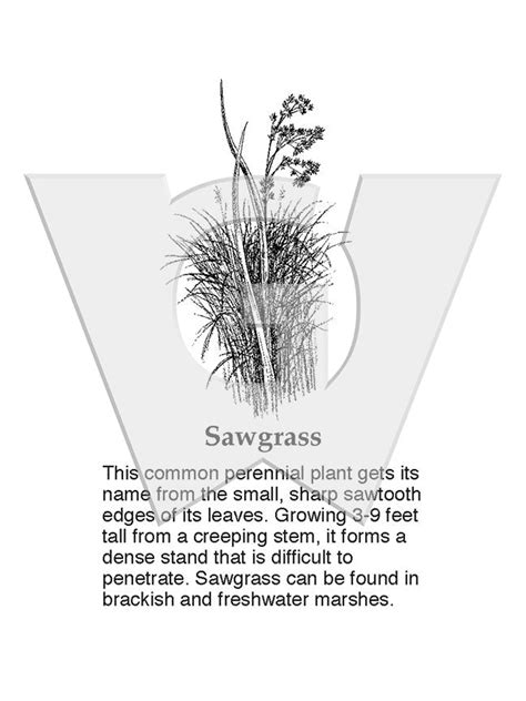 Sawgrass Design Tutorials 的图像结果