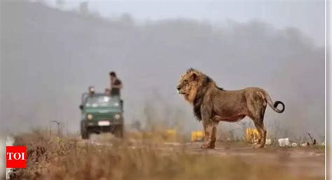 In 6 years, proposed Gir ESZ width up from 4.2km to 10.2km | Ahmedabad ...