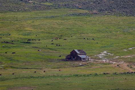 Ranching & Farming - Tom Rassuchine