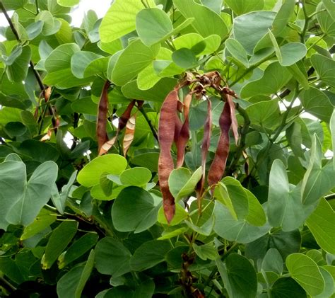 PATA DE VACA: origen, características, propiedades, usos y mucho más