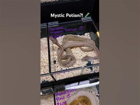 Image result for Python Mystry Guide