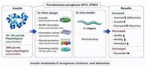 Insulin Affects Biological Behaviours of Pseudomonas aeruginosa
