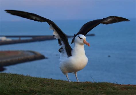 Albatross Symbolism & Meaning (+Totem, Spirit & Omens) | World Birds