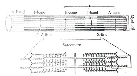 Sarcomere Labeling Quiz